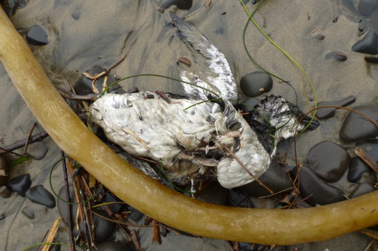 A beached common murre carcass rests on the sand among sea wrack, notably a bull kelp stipe.