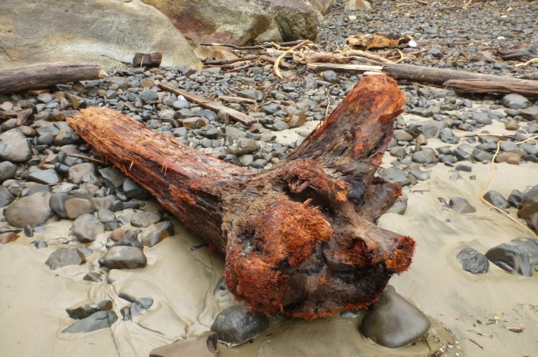 A weathered stump, scoured by sand and cobbles rests in the wrack line.