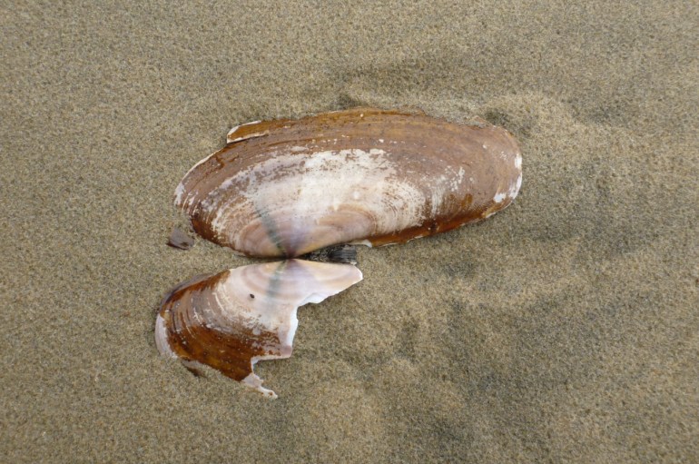 An empty and drifted Pacific razor clam (Siliqua patula) shell, both valves somewhat fragmented, rests on the sand.