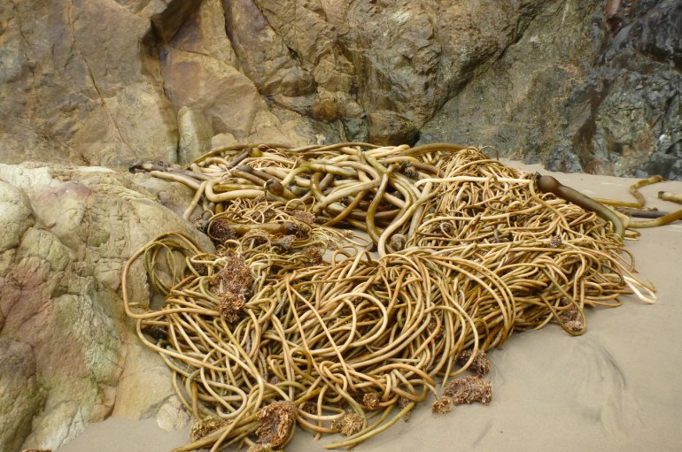 A tangle of drift bull kelp Nereocystis luetkeana stipes rests on the sand at the base of a cliff.