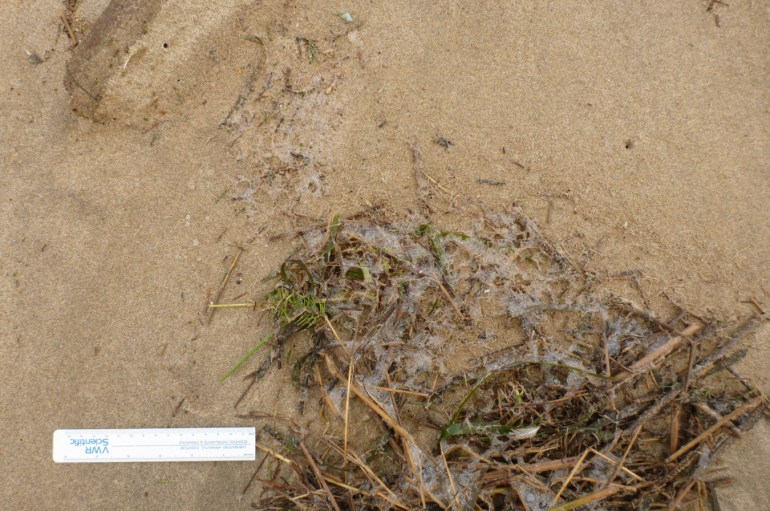 Fresh wrack at the top of the tide, sea foam still present. 15 cm rule for scale.