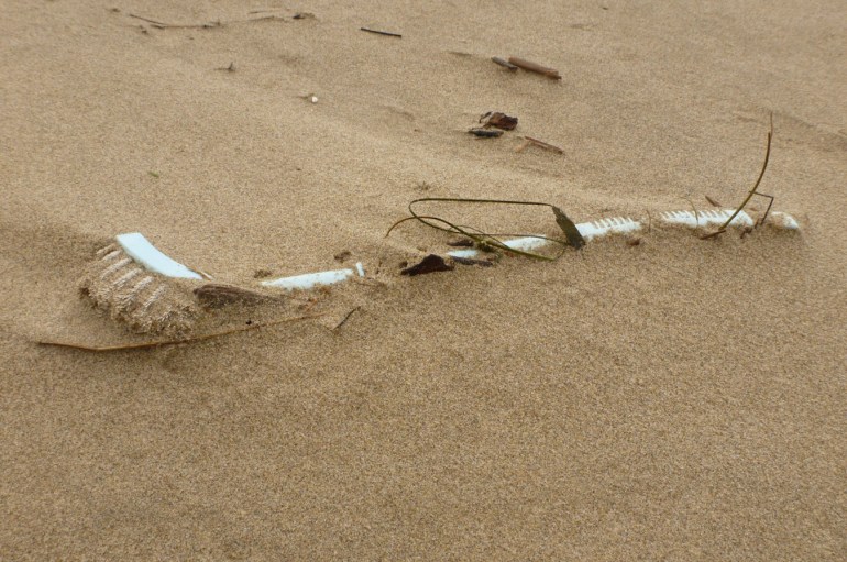 A lost long-handled scrub brush rests on windblown sand.