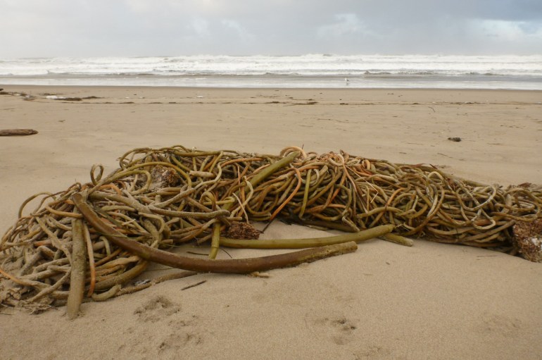 A tangle of drift bull kelp Nereocystis luetkeana stipes rests on the sand. In the background, beach and the surf zone. Cloudy sky.