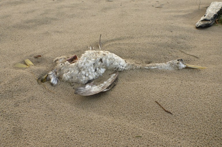 A western grebe carcass rests on rain-dimpled sand.