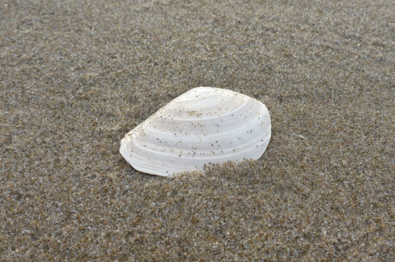 Closeup of a bleached and drifted Macoma shell, one valve only, resting on the sand with its exterior surface exposed.