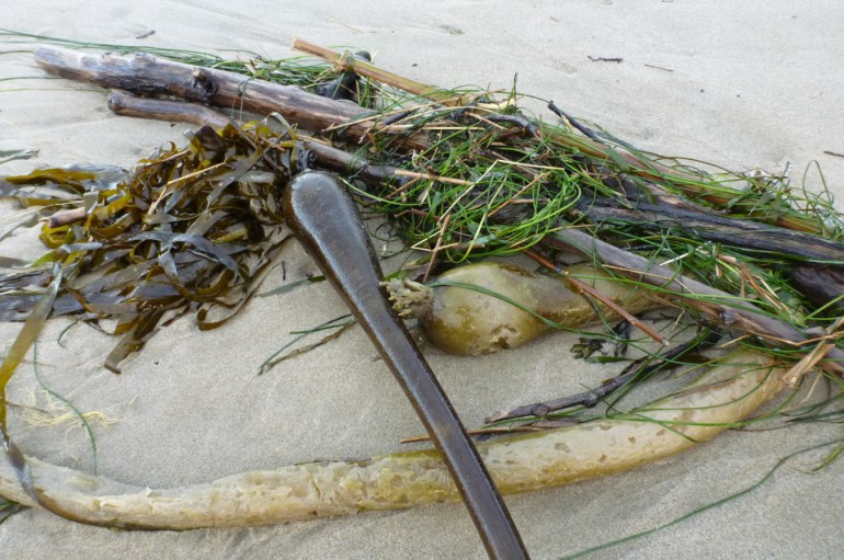 A tangle of drift bull kelp Nereocystis luetkeana, phyllospadix, and driftwood rests on the sand.