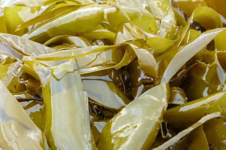 Closeup of a tangle of drift bull kelp Nereocystis luetkeana blades.