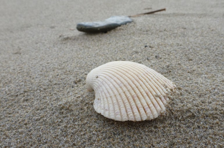 An empty and drifted fragment of a Nuttall's cockle Clinocardium nuttallii shell rests on the sand.
