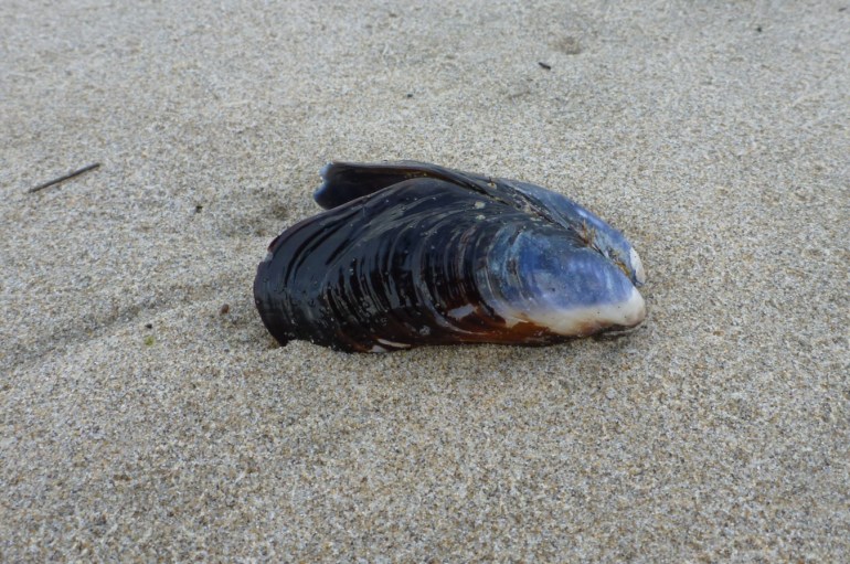 An empty and drifted California mussel Mytilus californianus shell, both valves, rests on the sand with its exterior surfaces exposed.