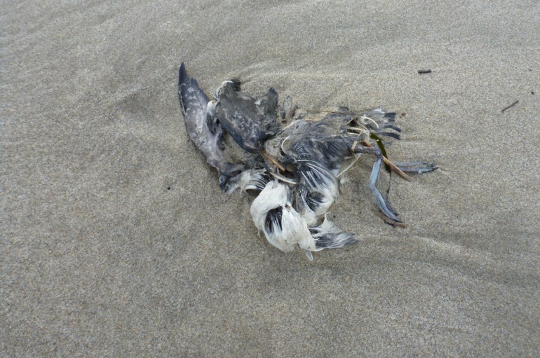 A drifted and fairly weathered Cassin's auklet carcass rests on the sand.