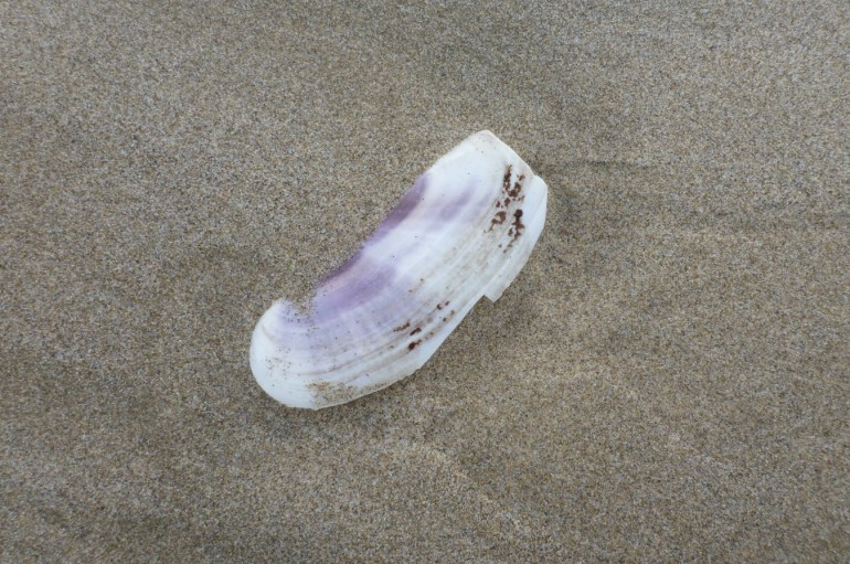 A bleached and drifted Pacific razor clam shell, just one valve, rests on the sand.