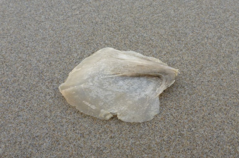 A fairly large bleached and drifted bony fish operculum cleaned up and posed on the sand.