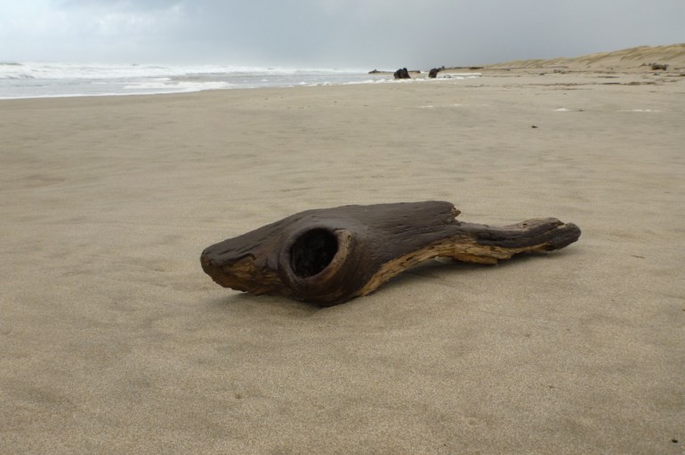 A beachscape featuring a piece of driftwood resting on the sand. A knothole curiously resembles an eye socket and the piece somewhat resembles a ratfish.