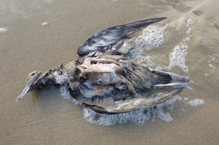 A not too fresh but still identifiable shearwater carcass rests in the swash. The breast meat has been picked clean.