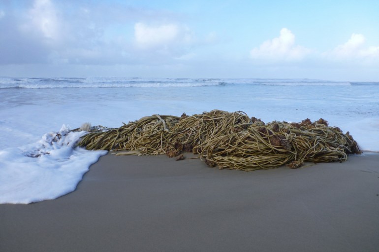 A fairly massive bull kelp Nereocystis luetkeana drift mass rests in the swash zone.