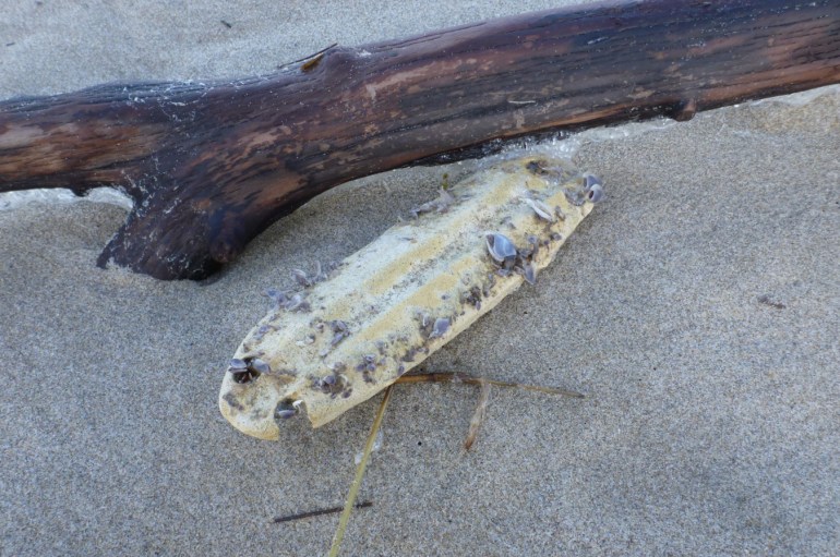 An oblong flat float with a few pelagic barnacles attached rests on the sand next to a piece of driftwood.