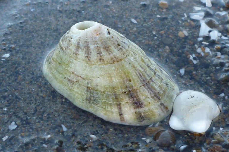 An empty and drifted rough keyhole limpet Diodora aspera shell rests on coarse sand.
