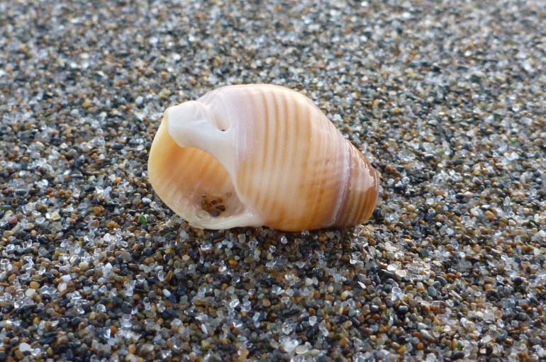 An empty and drifted snail shell, maybe the channeled basket snail Nassarius fossatus, rests on coarse sand.