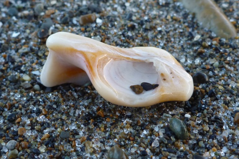 A sand-polished fat gaper clam Tresus capax chondrophore rests on coarse sand.