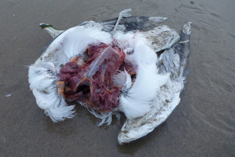 A fairly fresh gull carcass rests on the sand, breast meat eaten away.