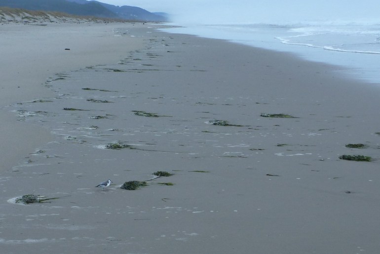 A lone lost red phalarope works the drift line.