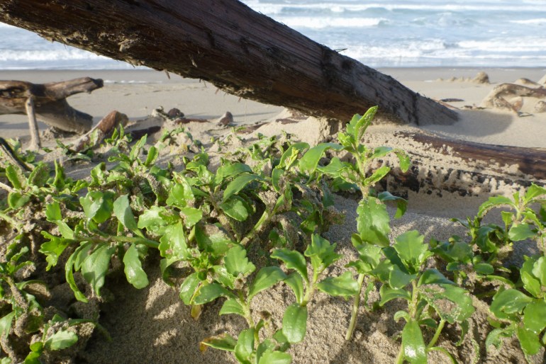 Sea rocket Cakile edentula perched on the backshore shelf among some larger driftwood. Beach and the surf zone in the background.