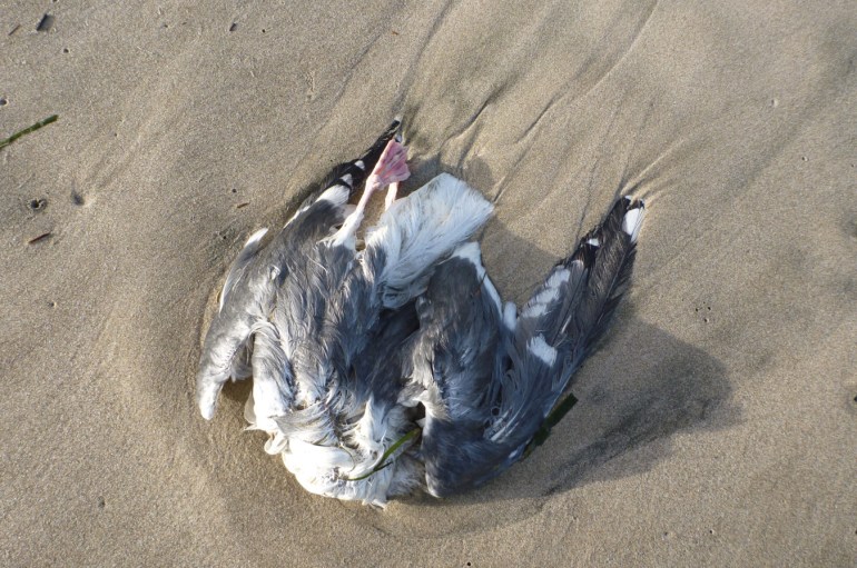 A drifted western gull (probable) carcass rests on the sand.
