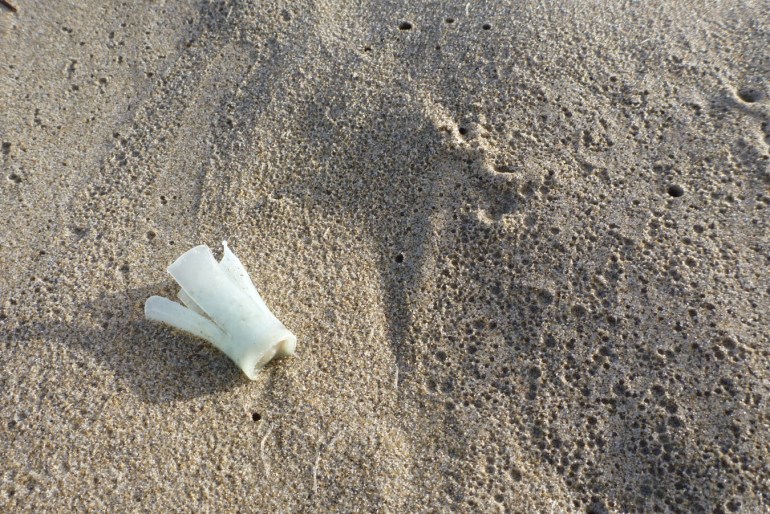 A drifted wad from a shotgun shell rests on the sand.