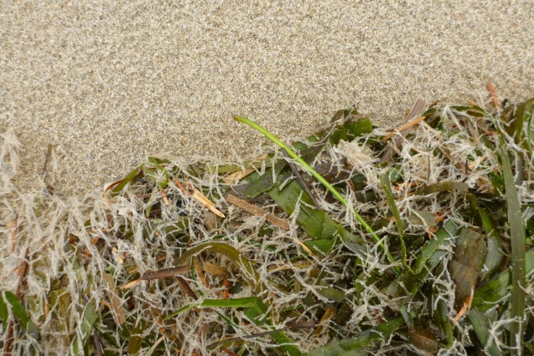 Empty and drifted Spiochaetopterus costarum casings among drifted Zostera blades.